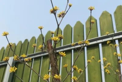 Zaunbau